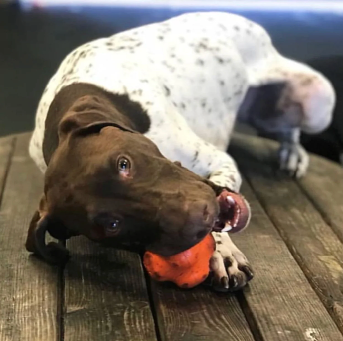 Crazy Bounce Rubber Dog Chew Toy for Power Chewers | Retrieving Ball | USA Made