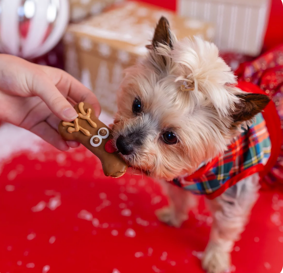 The Ho Ho Herd | Christmas Pre-Packaged