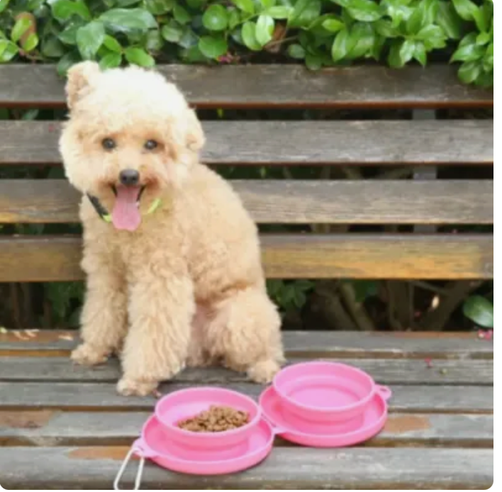 Collapsible Pet Travel Bowl Portable Dual Feeder